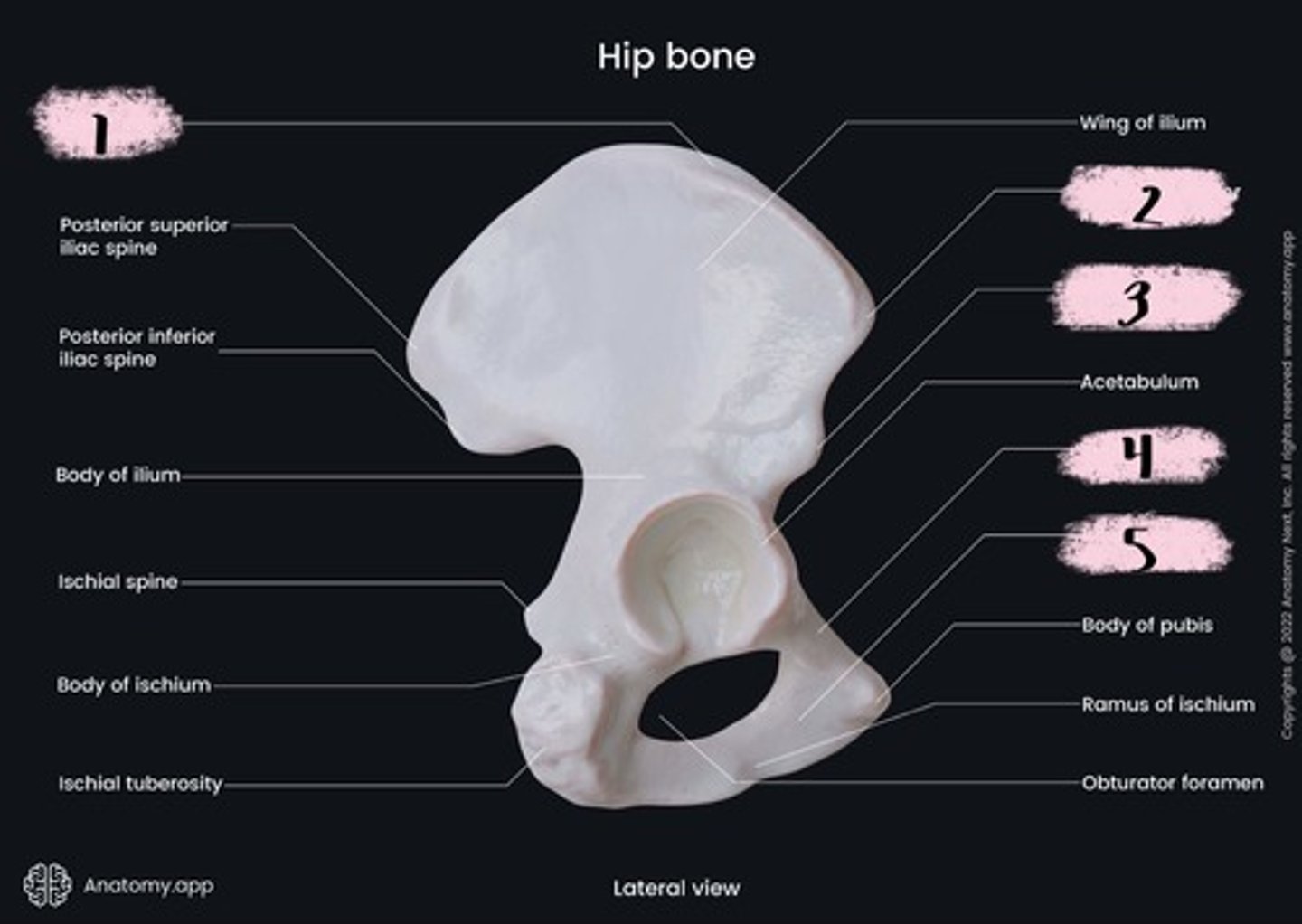 knowt flashcard image