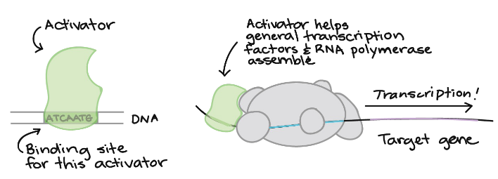 <p>turns transcription on</p>