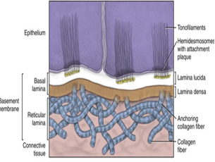 <ul><li><p>the deepest layer of the basement membrane</p></li><li><p>consists of collagen fibers and reticular fibers produced and secreted by the underlying connective tissue </p></li></ul><p></p>
