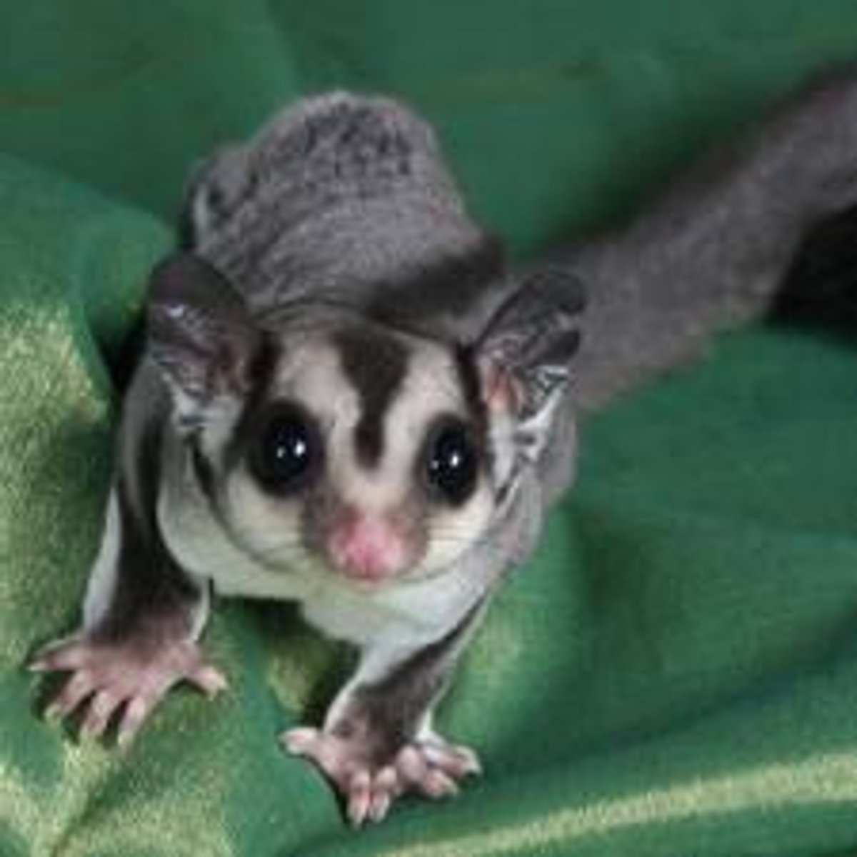 <p>Companion animals other than dogs and cats. Birds, reptiles, pocket pets, rabbits, etc.</p>