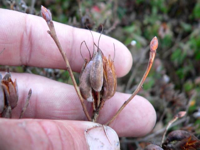 Blade: spirally arranged;  (0.4–0.8 in) to over 50 cm (20 in), may be evergreen or deciduous
Bud: large terminal bud, smaller auxillary buds, light brown/yellow in color, ovate
Bark: thin smooth and light brown when young, when older can get "fine scales"