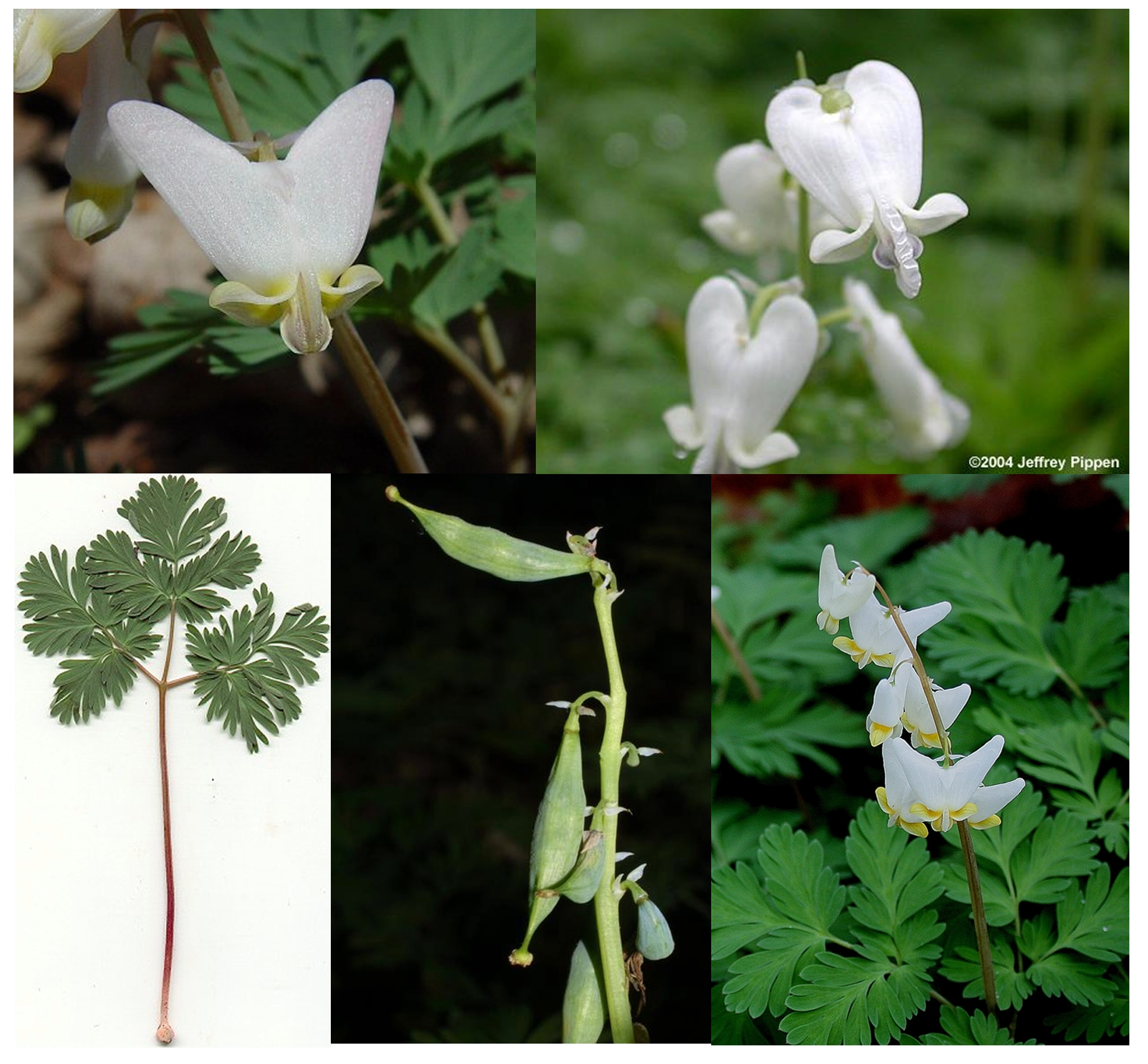 <p>CA2 CO4,8 Amany G_(2-many) (actionomorphic or zygomorphic, capsules)</p>