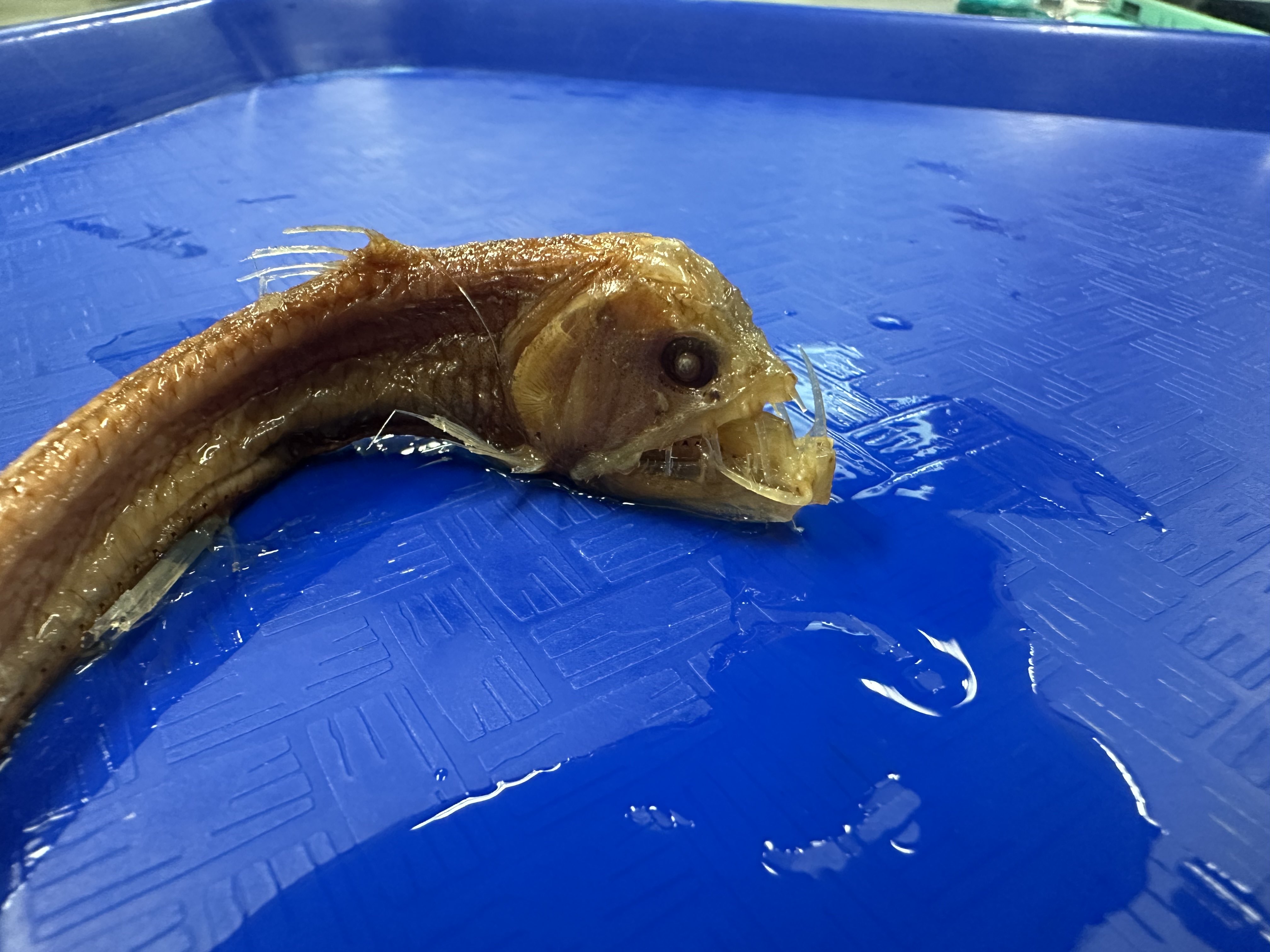<p>Chauliodontidae (viperfishes)</p>