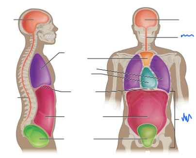 <p>What is this body cavity?</p>