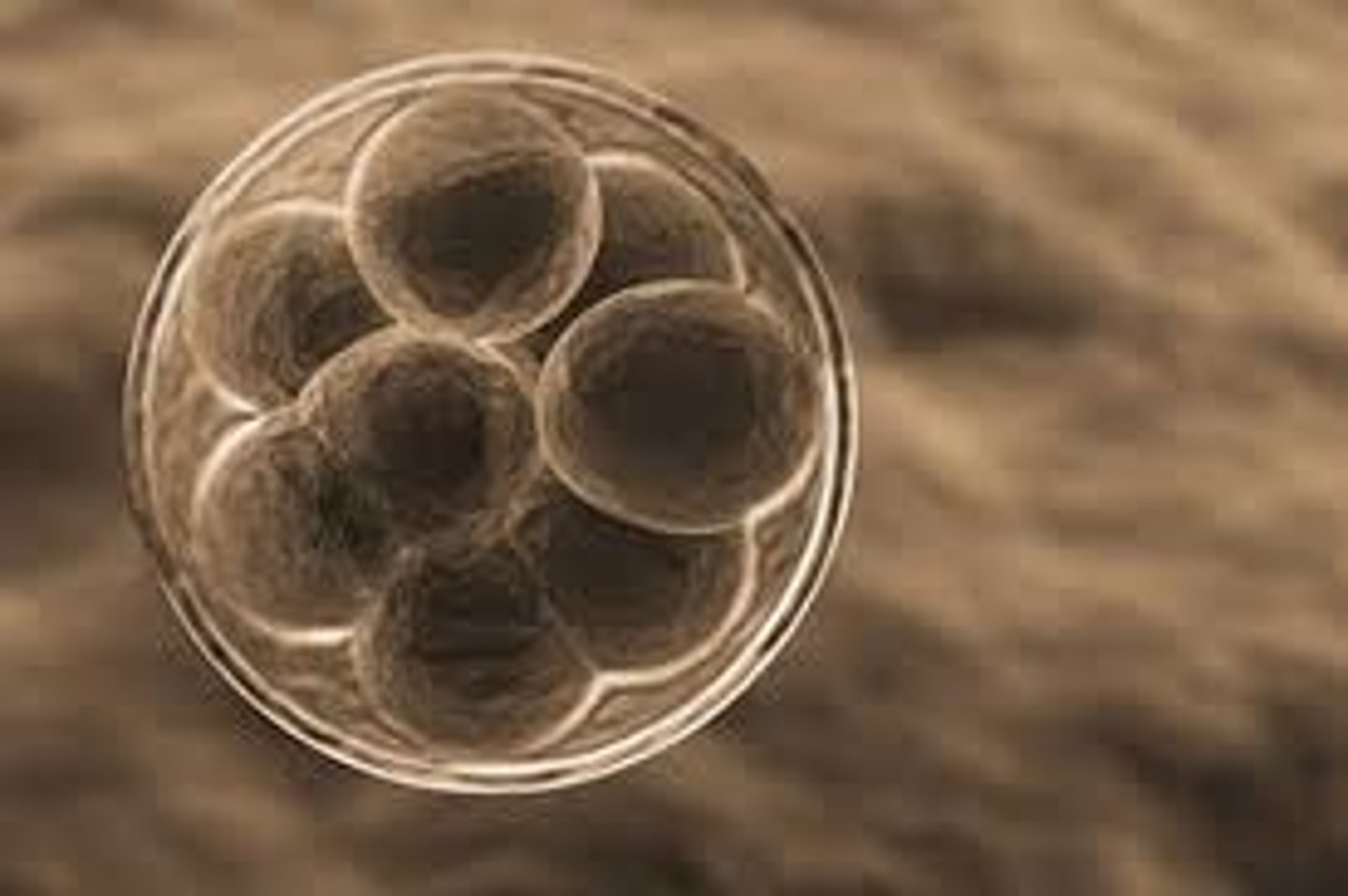 <p>Hvor mange spesialiserte celler de kan bli og hvor langt de er i utviklingsstadiet, funksjon og plass i kroppen</p>