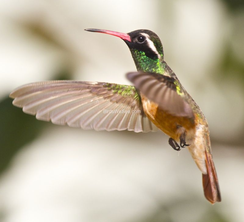 <p>Xantus’s HB</p>