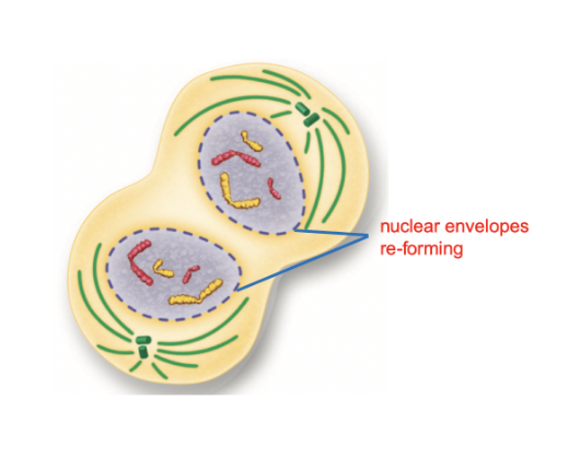<p>What happens in Telophase?</p>