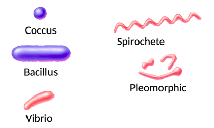 *See Image*