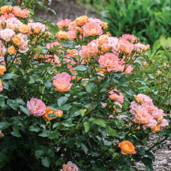 <p>grandiflora</p>
