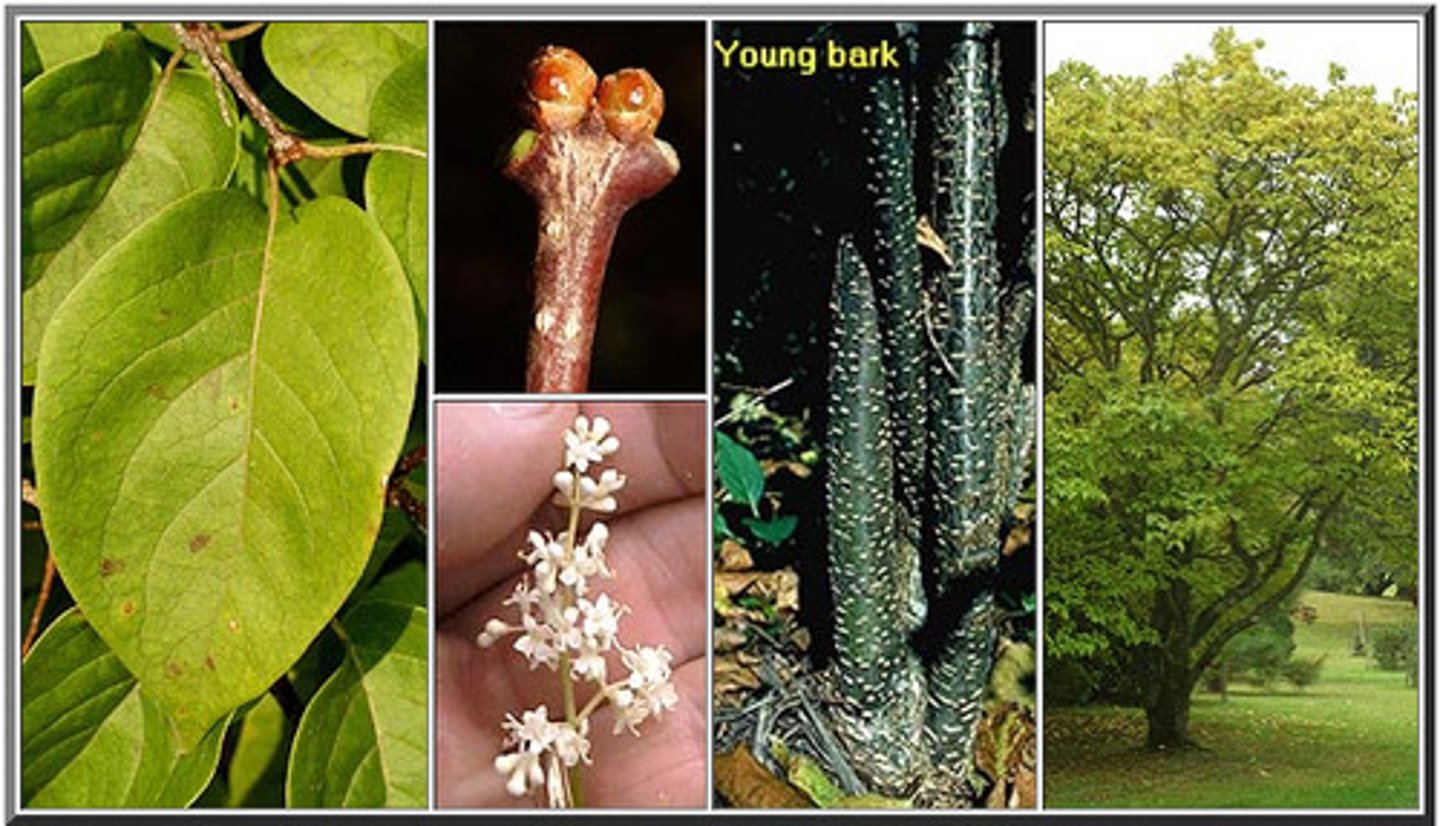 <p>Japanese tree lilac</p>