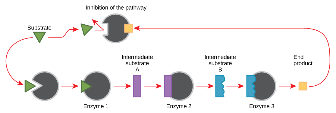 <p>cellular control mechanism where an enzyme is inhibited by the end product of a biochemical pathway; regulates how much product is made. Negative feedback is the stopping of a process, positive is the activation of a process</p>