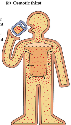 <p>stimulated by high extracellular solute concentration</p><p>more salt than water - too much salt (getting thirsty after eating something salty)</p><p>caused by a change in concentration, not volume</p>