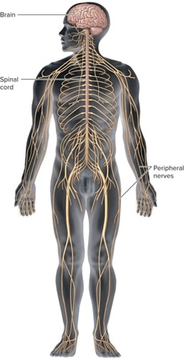 <p>Central nervous system (CNS) and peripheral nervous system (PNS)</p>