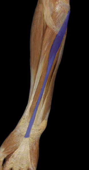 <p>next to flexor carpi radialis, middle of forearm, tendon goes to palm</p>