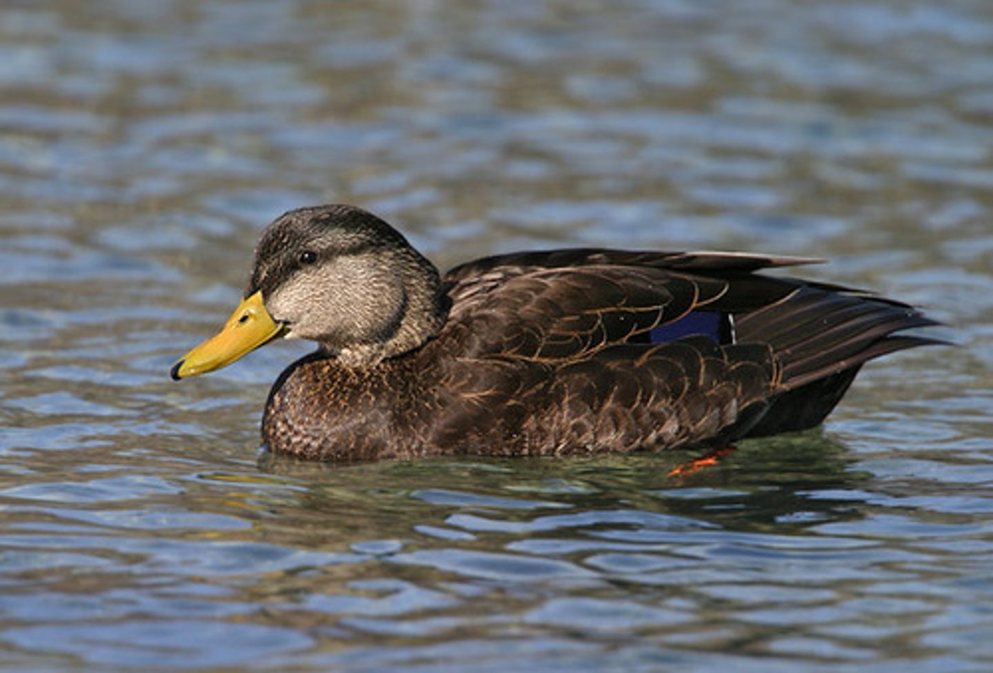 <ul><li><p><span style="background-color: transparent;">fine edging, darker in color than mottled duck and don’t overlap irl!, hybridization w mallards= problem</span></p></li></ul><p></p>