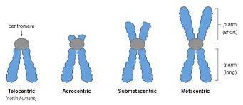 * metacentric
* submetacentric
* acrocentric
  * telocentric