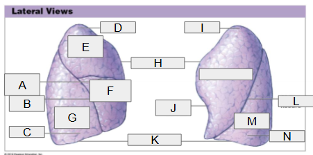 <p>N</p>