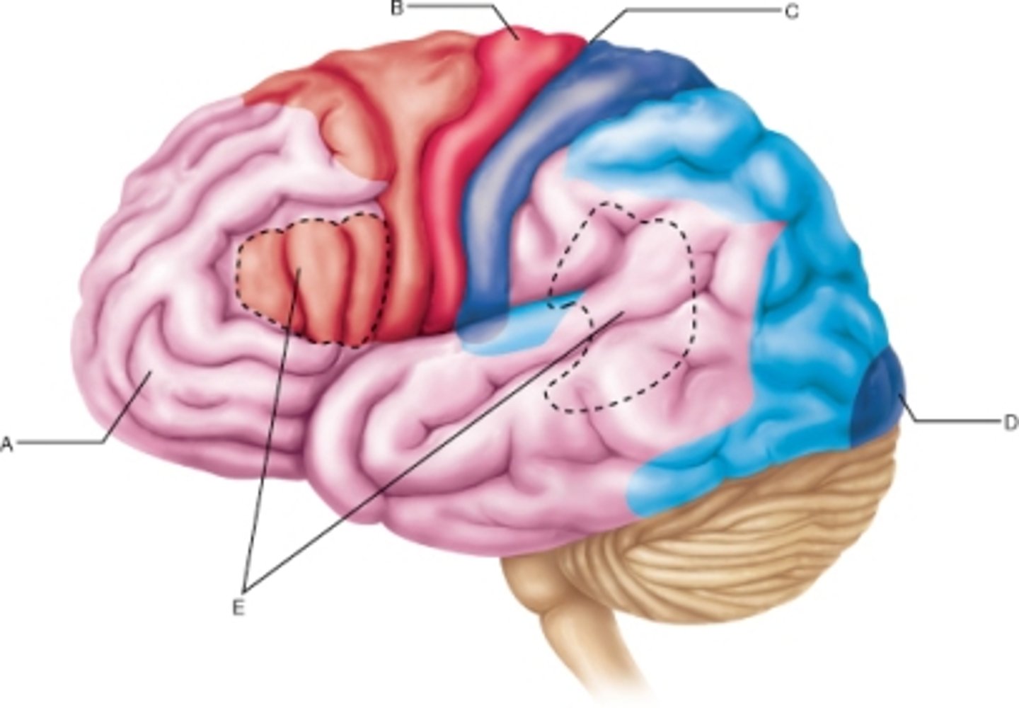 <p>involved in integrating functions from multiple sensory modalities, most of the cortex</p>