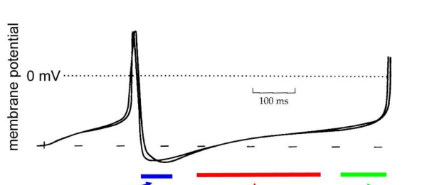 <p>describe what is happening at each colored segment</p>