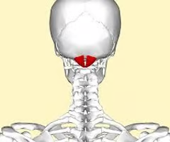 <p>articulation between C1 &amp; the occipital bone</p><ul><li><p>allows us to say yes</p></li></ul><ul><li><p>diarthrotic</p></li><li><p>synovial</p></li><li><p>condylar</p></li></ul><p></p>