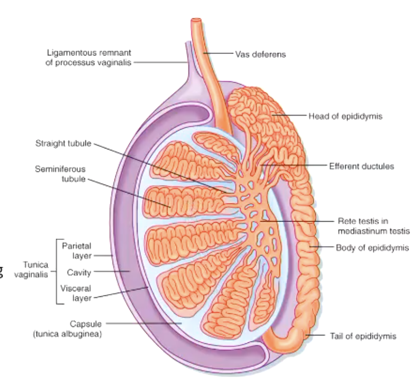 <ol><li><p>spermatozoa are formed in semniferous tubules of testis</p></li><li><p>sperm moves into rete testes (temporary reservoir for sperm)</p></li><li><p>sperm passes through <strong>efferent ductules</strong> into <strong>epididymis</strong></p></li></ol><p></p>