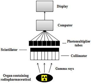 <p>Collimator: only allows “good information” gamma rays to pass through </p><p>Scintillator: NaI imaging crystal takes gamma rays and converts to visible light</p><p>Computer: takes light and turns it into electrical signals that form an image</p><p>Display: show the image</p>