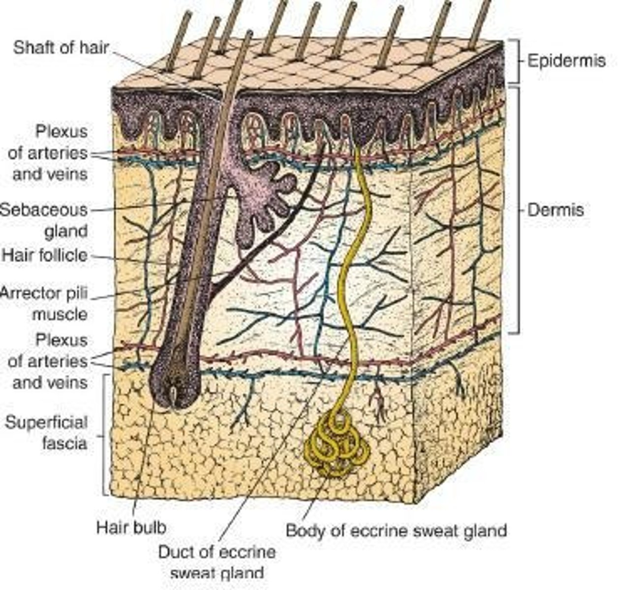 <p>Divided into 2 parts: Epidermis and Dermis.</p>