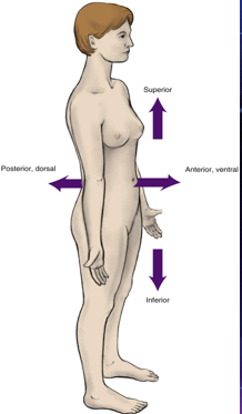 <ul><li><p>frontal of an area in relation to the entire body</p></li><li><p>front of an area</p></li></ul><p></p>