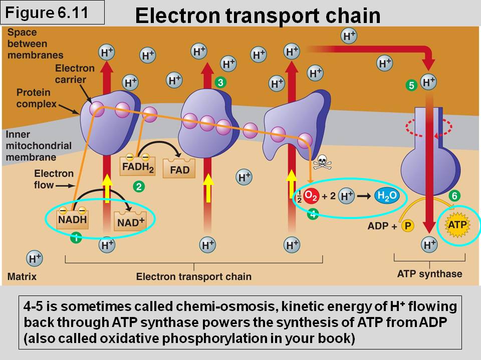 <ul><li><p>Is the last stage of the respiration pathway.</p></li><li><p>It takes place in the mitochondria, in the presence of oxygen (aerobic condition).</p></li><li><p>It is the stage that <strong>produces the most ATP molecules.</strong></p></li><li><p>This pathway takes place in the carrier proteins found in th<strong>e inner membrane of mitochondria.</strong></p></li><li><p>Oxygen if final electron acceptor, makes water</p><p></p></li><li><p>allows the release of the large amount of chemical energy stored in</p><ul><li><p>reduced NAD<sup>+</sup> (NADH)</p></li><li><p>reduced FAD (FADH<sub>2</sub>).</p><ul><li><p>release their electrons to parts of ETC to create proton gradient</p></li><li><p>powers ATP synthase</p></li></ul></li></ul></li><li><p>The energy released is captured in the form of ATP</p><ul><li><p>(3 ATP per NADH and 2 ATP per FADH<sub>2</sub>).</p></li></ul></li><li><p>NADH and FADH<sub>2</sub> are converted to ATP by the enzyme ATP synthase</p></li><li><p>In total</p><ul><li><p><mark data-color="yellow" style="background-color: yellow; color: inherit;">36 to 38 ATP molecules are produced from one molecule of glucose.</mark></p><ul><li><p>Converts ADP with phosphate to ATP</p></li></ul></li></ul></li></ul><p></p>