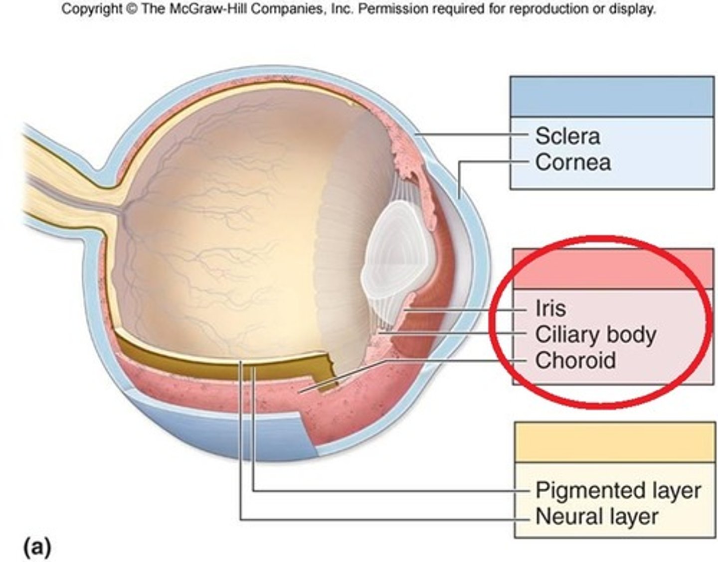 <p>heavily pigmented and highly vascularized<br>composed of <br>-Iris<br>-Ciliary body<br>-Choroid</p>