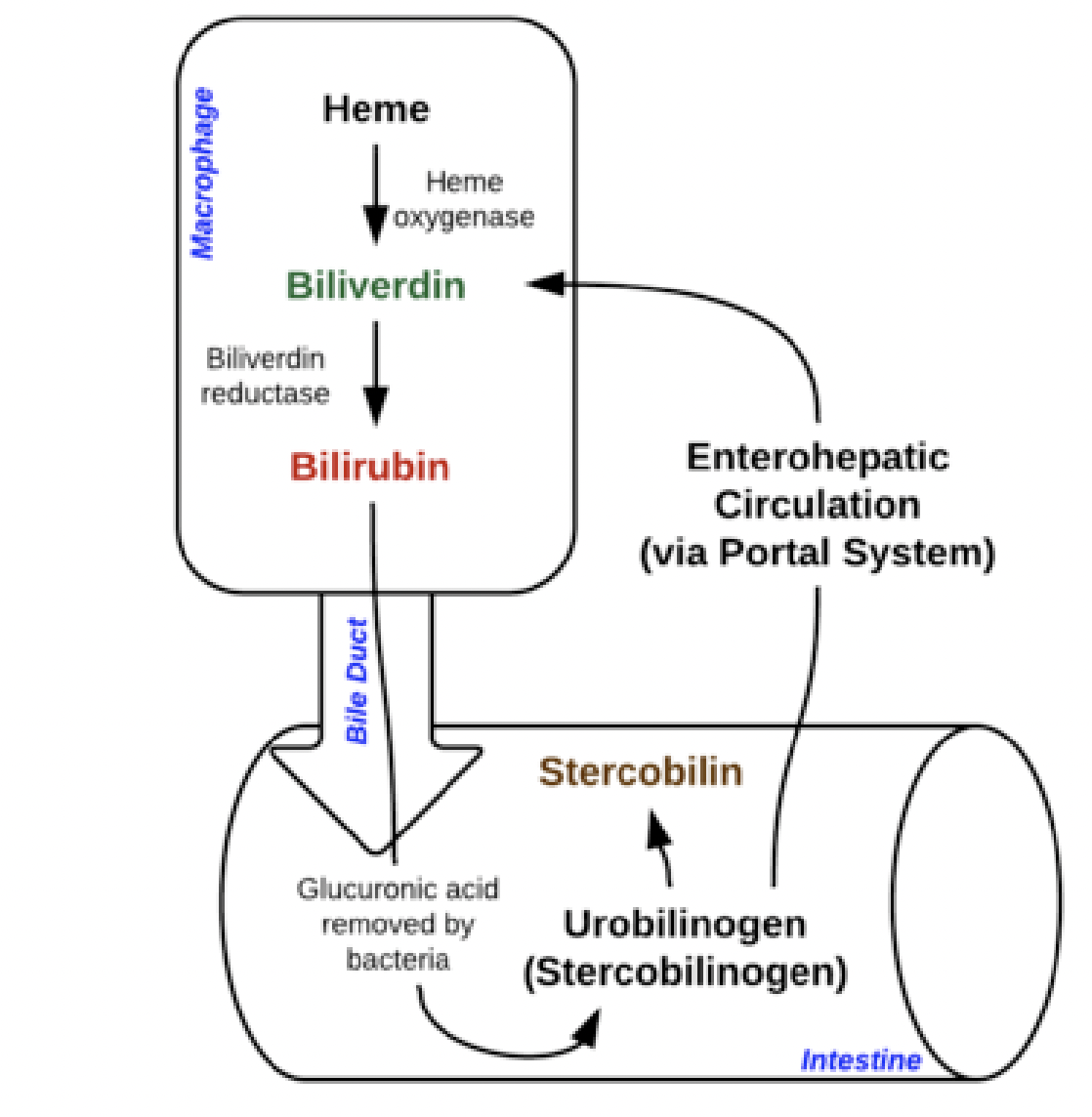 <p><span style="background-color: transparent;"><strong><span>Erythrocyte Destruction</span></strong></span></p>