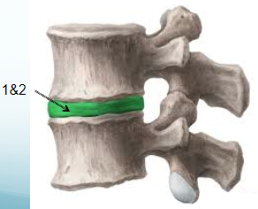 <p>name joint 1.</p>