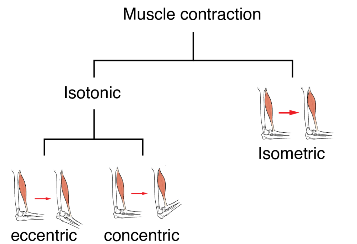 <p>Types of contraction?</p>