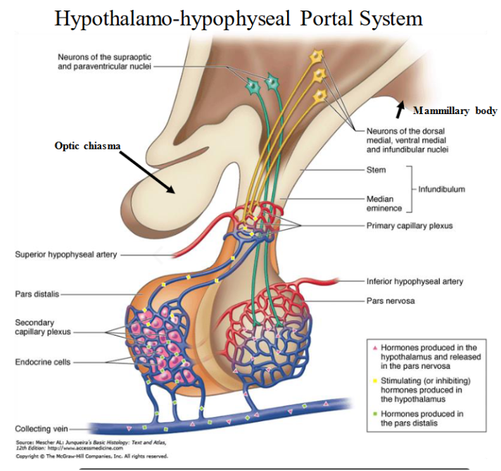 <p>hypothalamo-hypophyseal portal system</p>