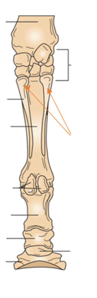 <p>splint bones</p>