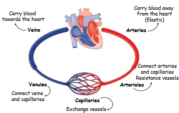 <p>This part of the circulation is like a reservoir that holds a large amount of blood. It ensures that the heart always has enough blood to pump.</p>