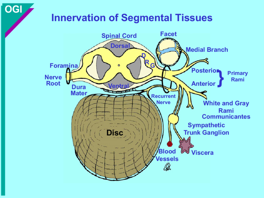 <ul><li><p>Supplies the facet joint, annulus fibrosus, vertebral ligaments, blood vessels and meninges</p></li></ul><p></p>