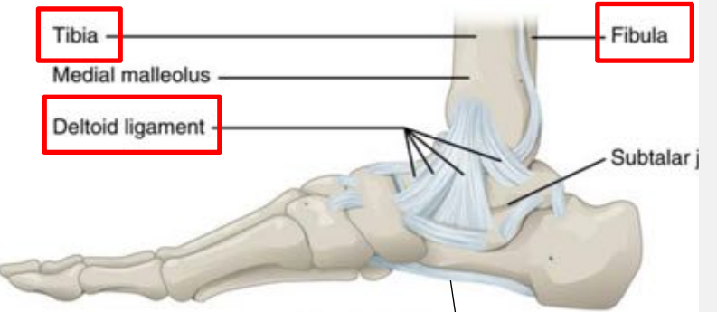 <p>in the foot, the triangular shaped ligament between the tibia and the talus</p>