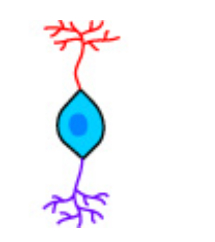 <p>Which type of neuron is this?</p>