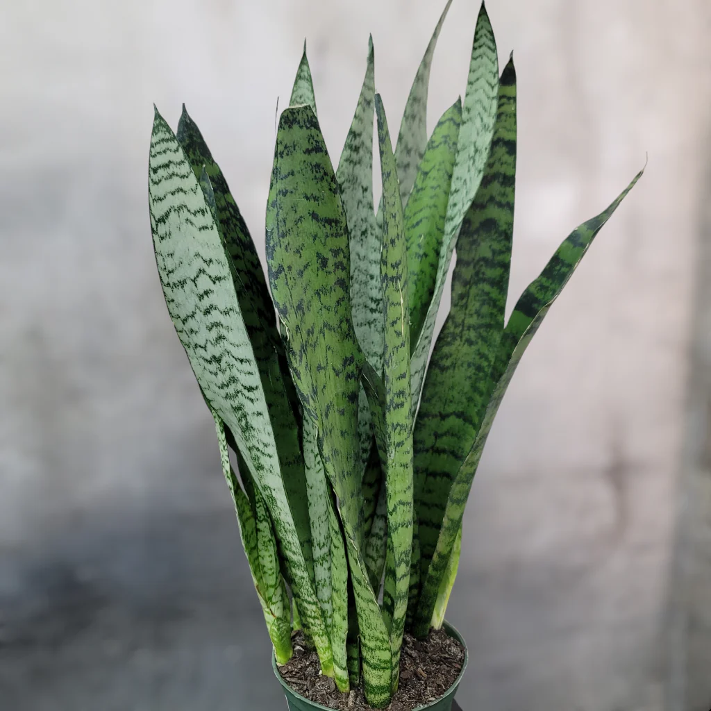 <p>sansevieria, mother-in-law’s tongue, snake plant</p>