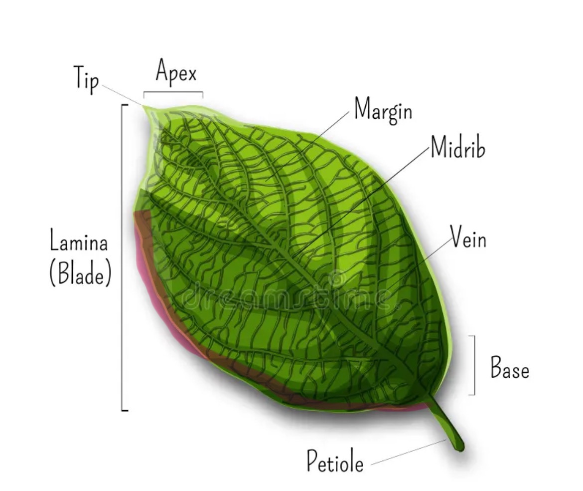 <p>Lamina</p>