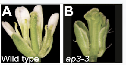 <p>No petals form necessary for development</p>