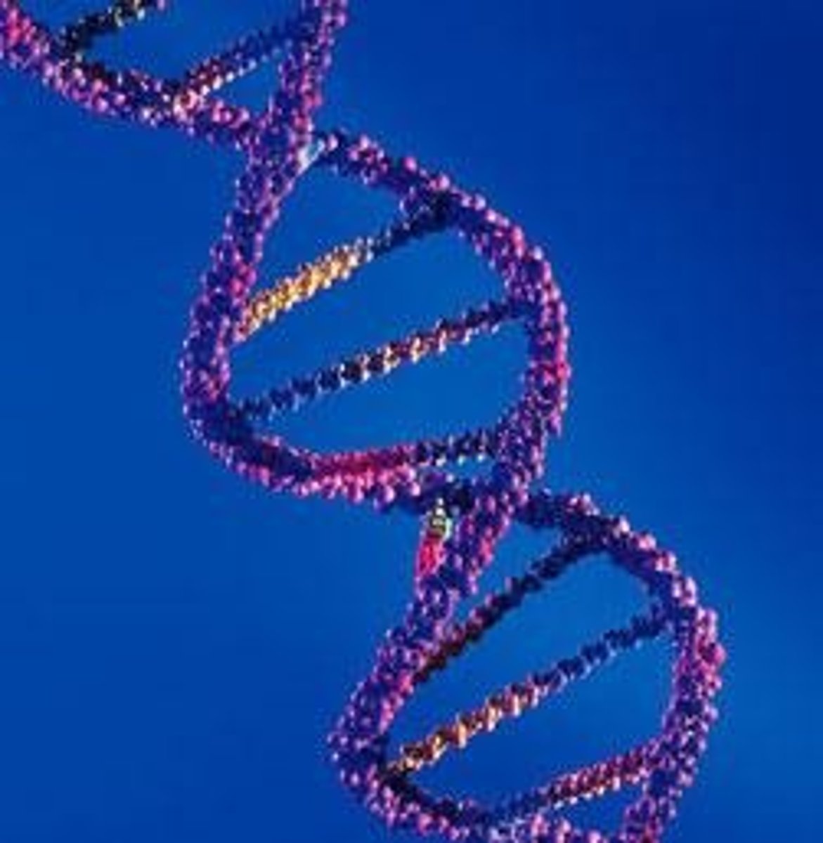 <p>Involves adding genes from external sources.</p>
