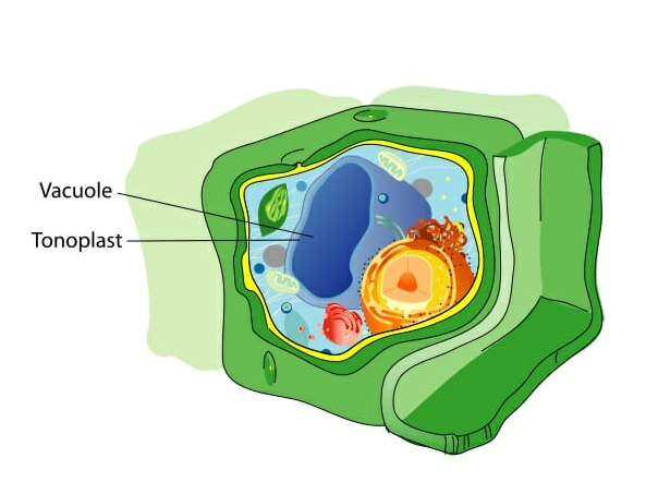 Surrounded by a membrane called tonoplast and contains fluid