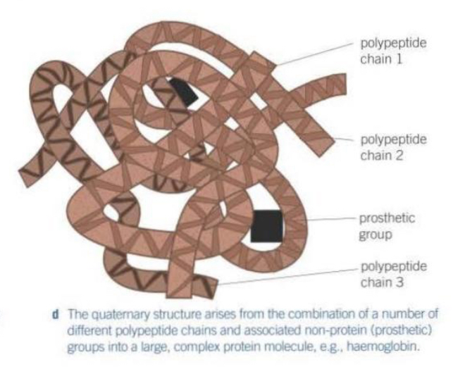 <ul><li><p>For larger complex proteins more than one polypeptide chain may be involved.</p></li><li><p>The chains are held together by disulfide bridges, hydrogen bonds and ionic bonds.</p></li><li><p>Examples:</p><ul><li><p>Fibrous proteins such as collagen which have a structural function.</p></li><li><p>Globular proteins such as enzymes, haemoglobin and antibodies carry out metabolic functions.</p></li></ul></li></ul><p></p>