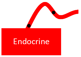 <p>endocrine </p>