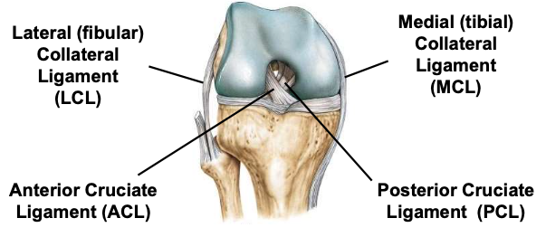 <p>one of 2 cruciate ligaments that aids in stabilizing the knee joint</p>