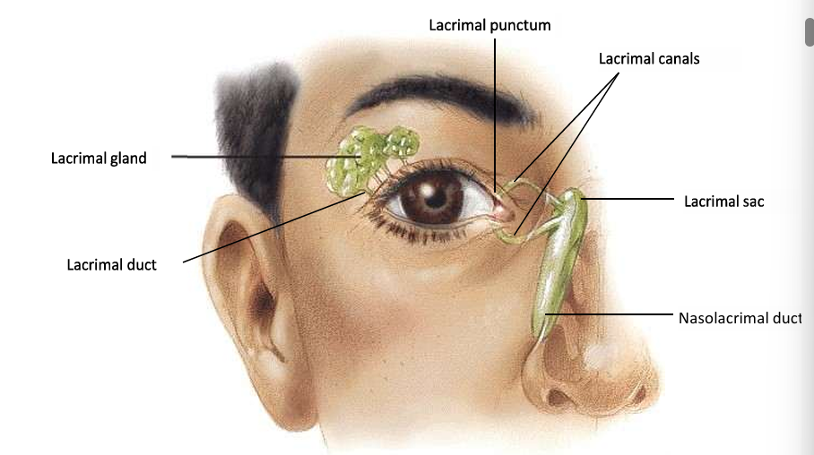 <p>Lacrimal gland, lacrimal duct, nasolacrimal duct, lacrimal sac, lacrimal punctum and lacrimal canals </p>