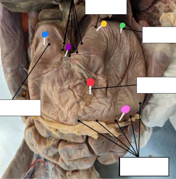 <p>What’s the red pin</p>