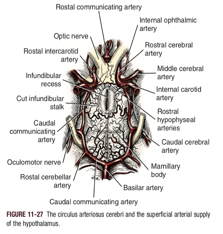 <p>1) Rostral communicating arteries</p><p>2) Right and left rostral cerebral arteries </p><p>3) Internal carotid artery </p><p>4) Right and left CAUDAL communicating arteries </p><p>5) Basilar artery</p>